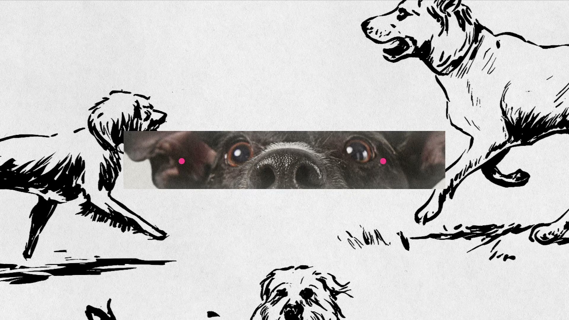 Madrid Dog Fest — wristbands and event branding